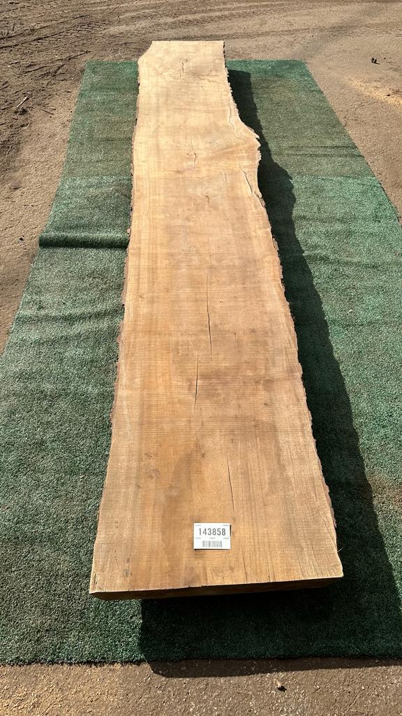 Bay Laurel # 143858