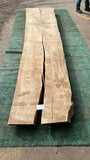 Bay Laurel # 143859