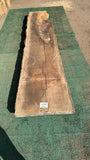 Bay Laurel # 143862