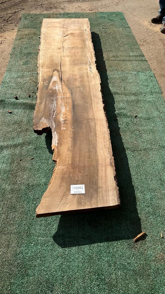 Bay Laurel # 143863