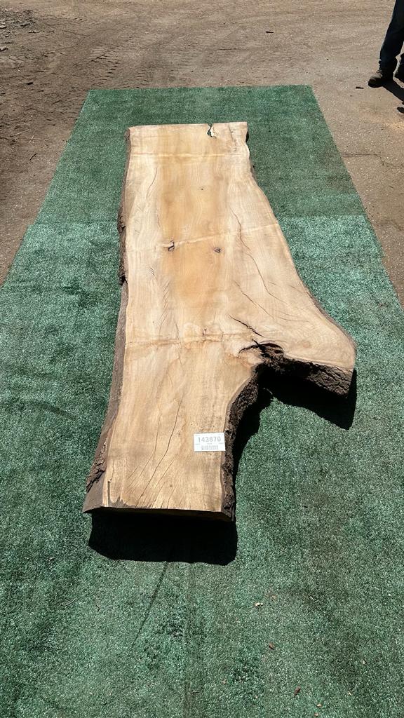 Bay Laurel # 143870
