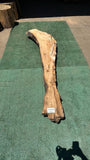 Bay Laurel # 143880