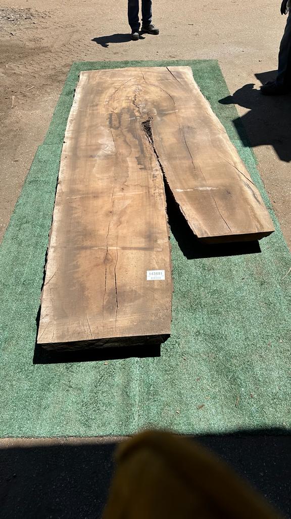 Bay Laurel # 143881