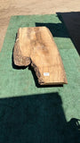 Bay Laurel # 143887
