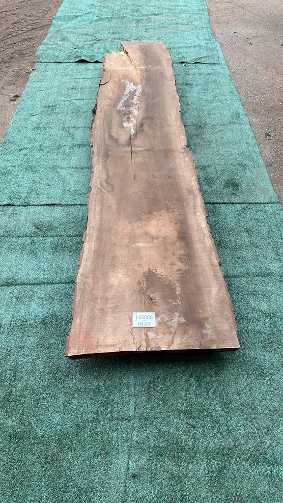 Bay Laurel # 143889