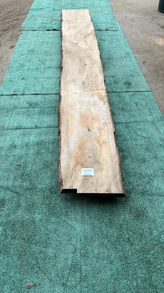Bay Laurel # 143891