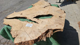 Bay Laurel Burl # 143906