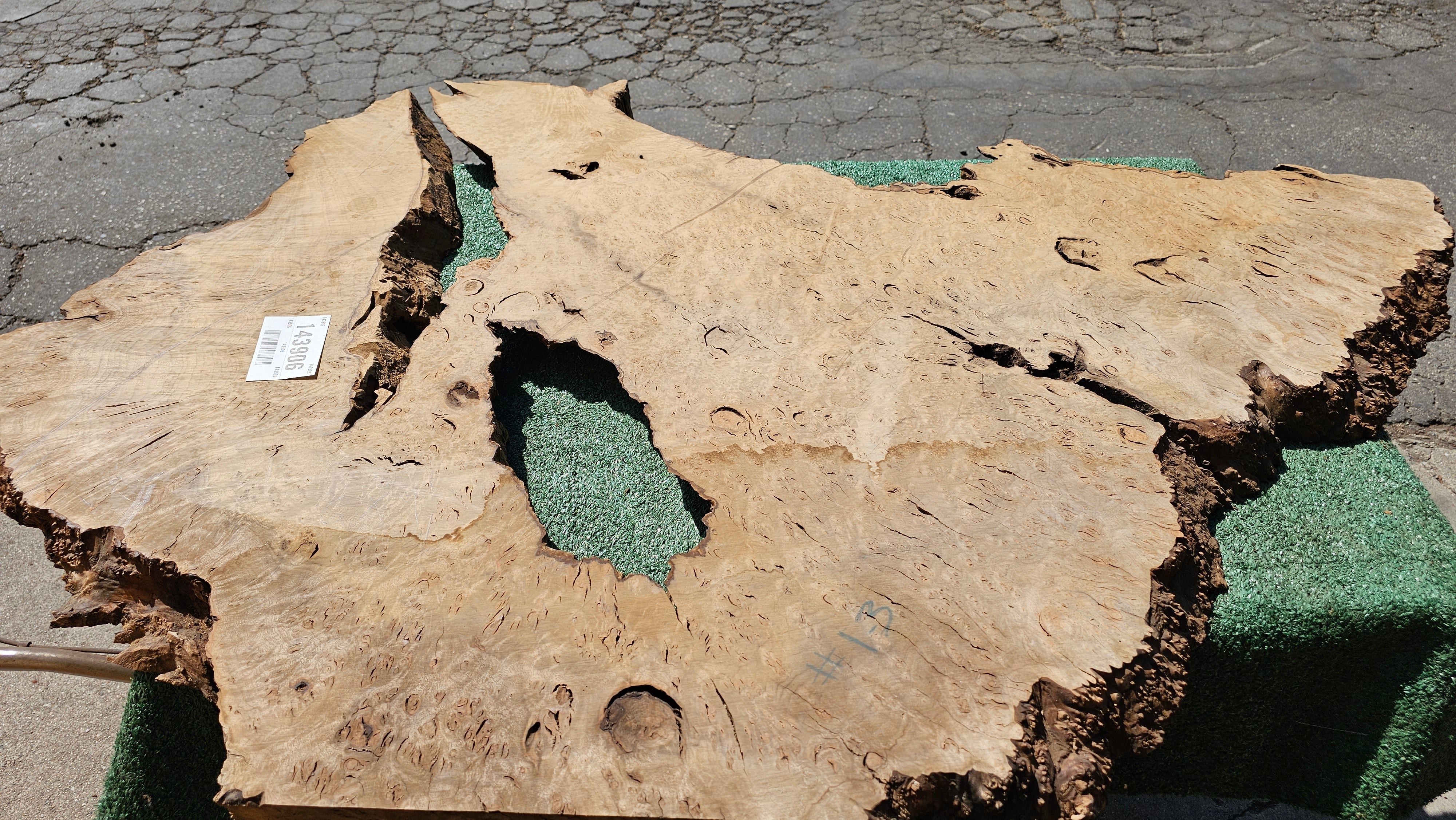 Bay Laurel Burl # 143906