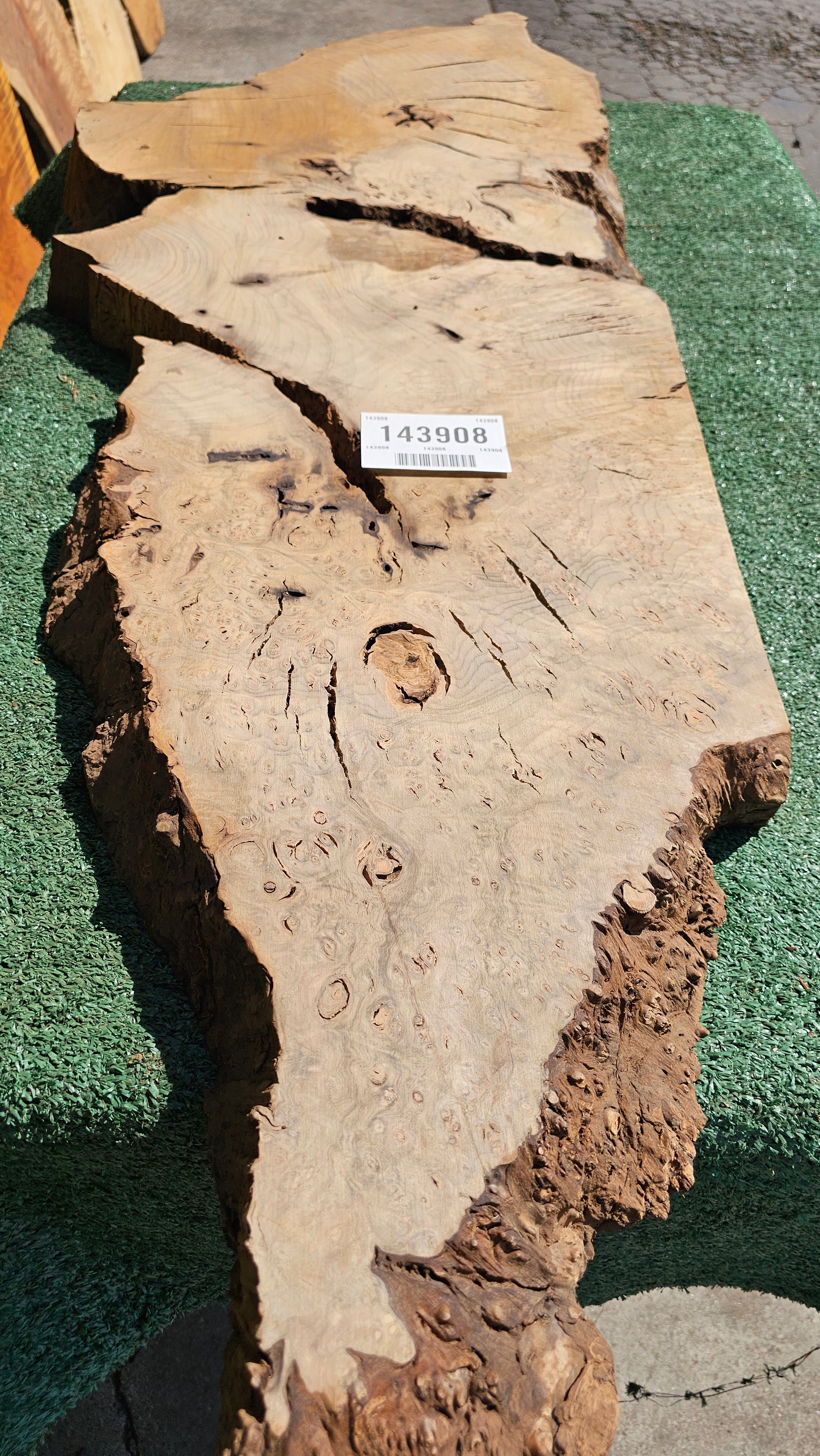 Bay Laurel Burl # 143908