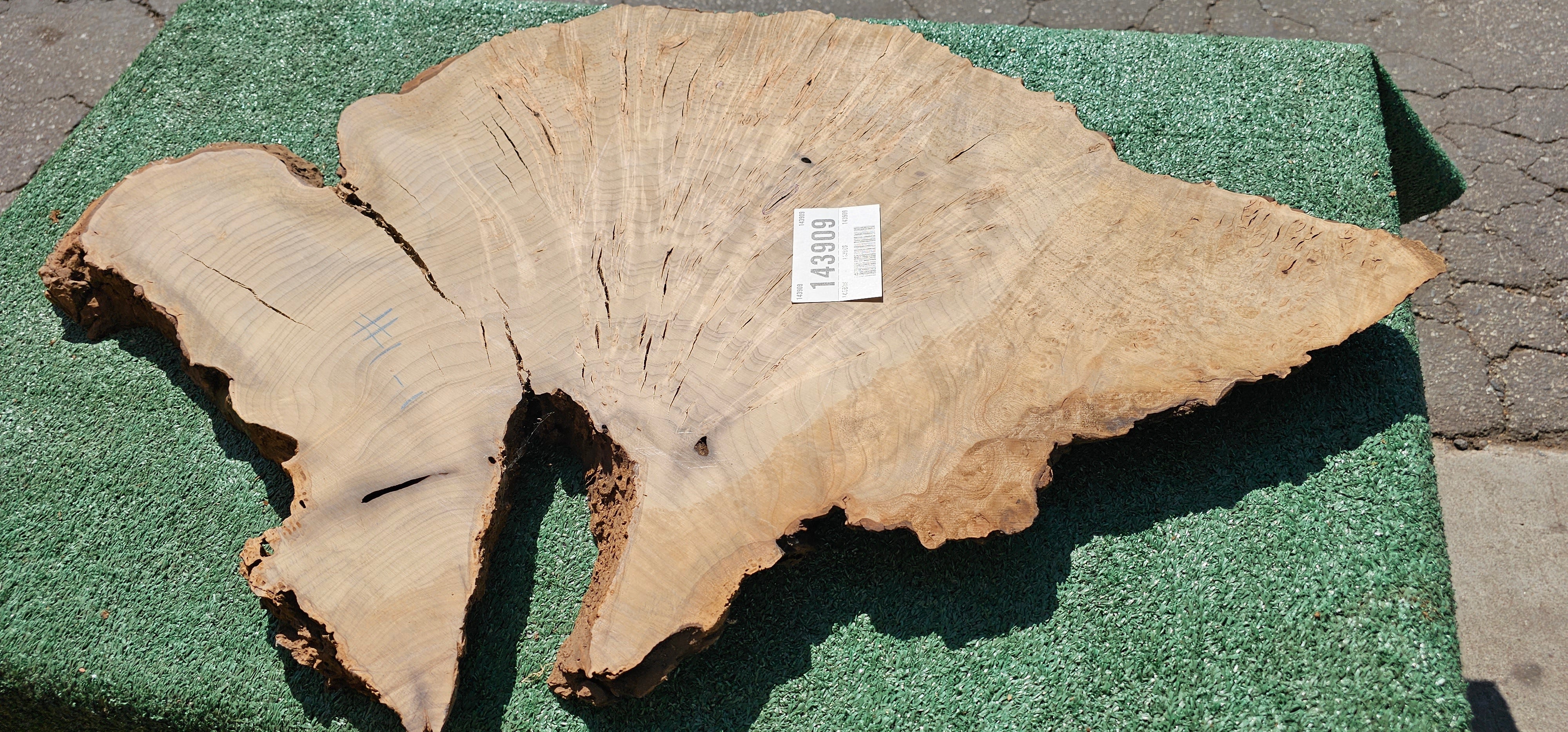 Bay Laurel Burl # 143909