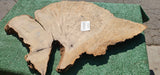 Bay Laurel Burl # 143909