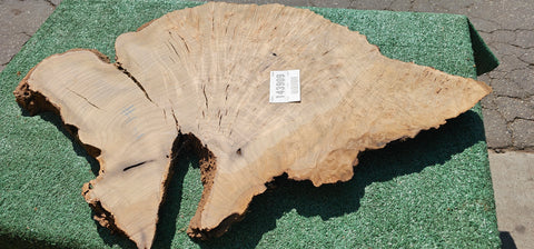 Bay Laurel Burl # 143909