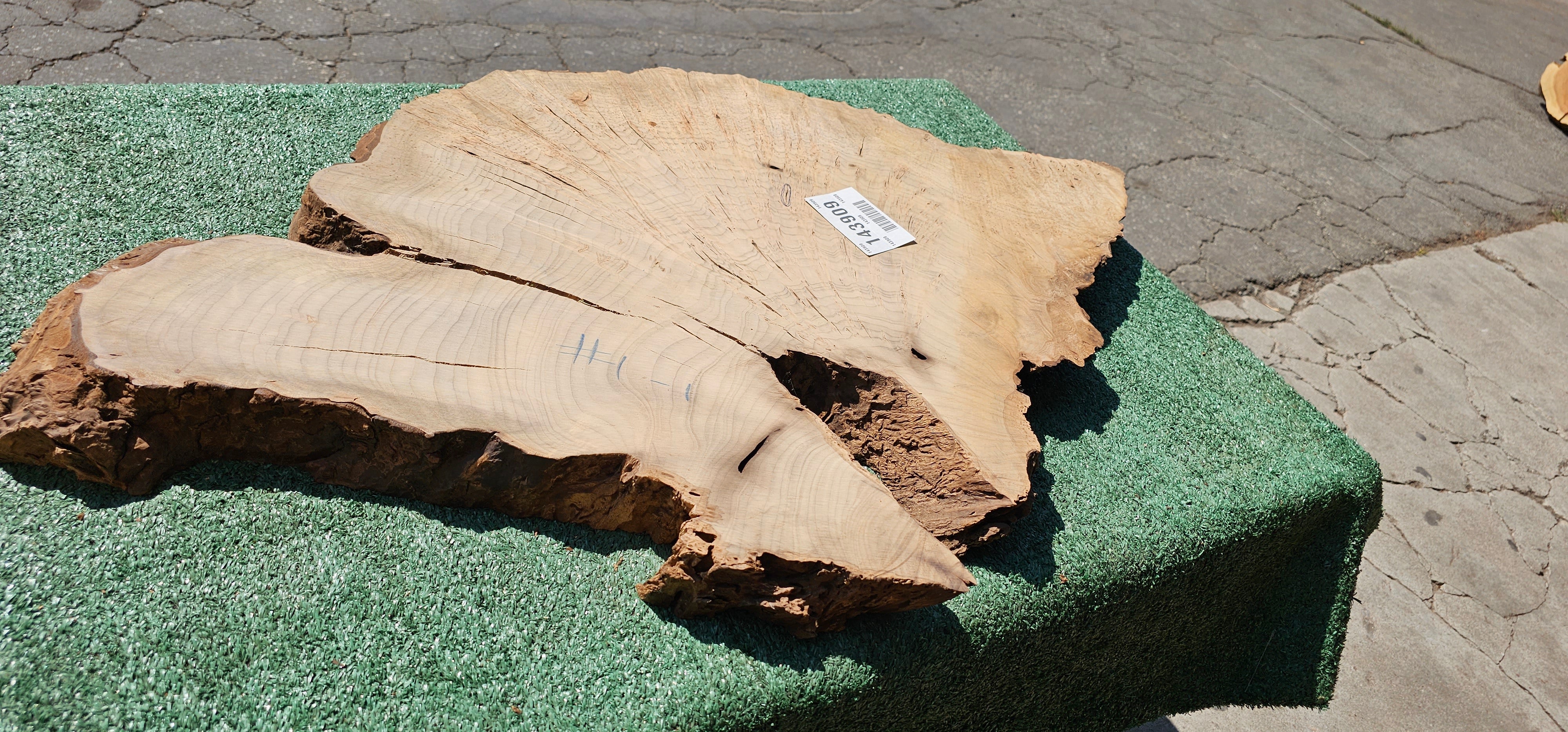 Bay Laurel Burl # 143909