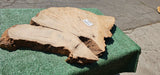 Bay Laurel Burl # 143909