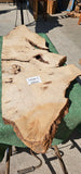 Bay Laurel Burl # 143911