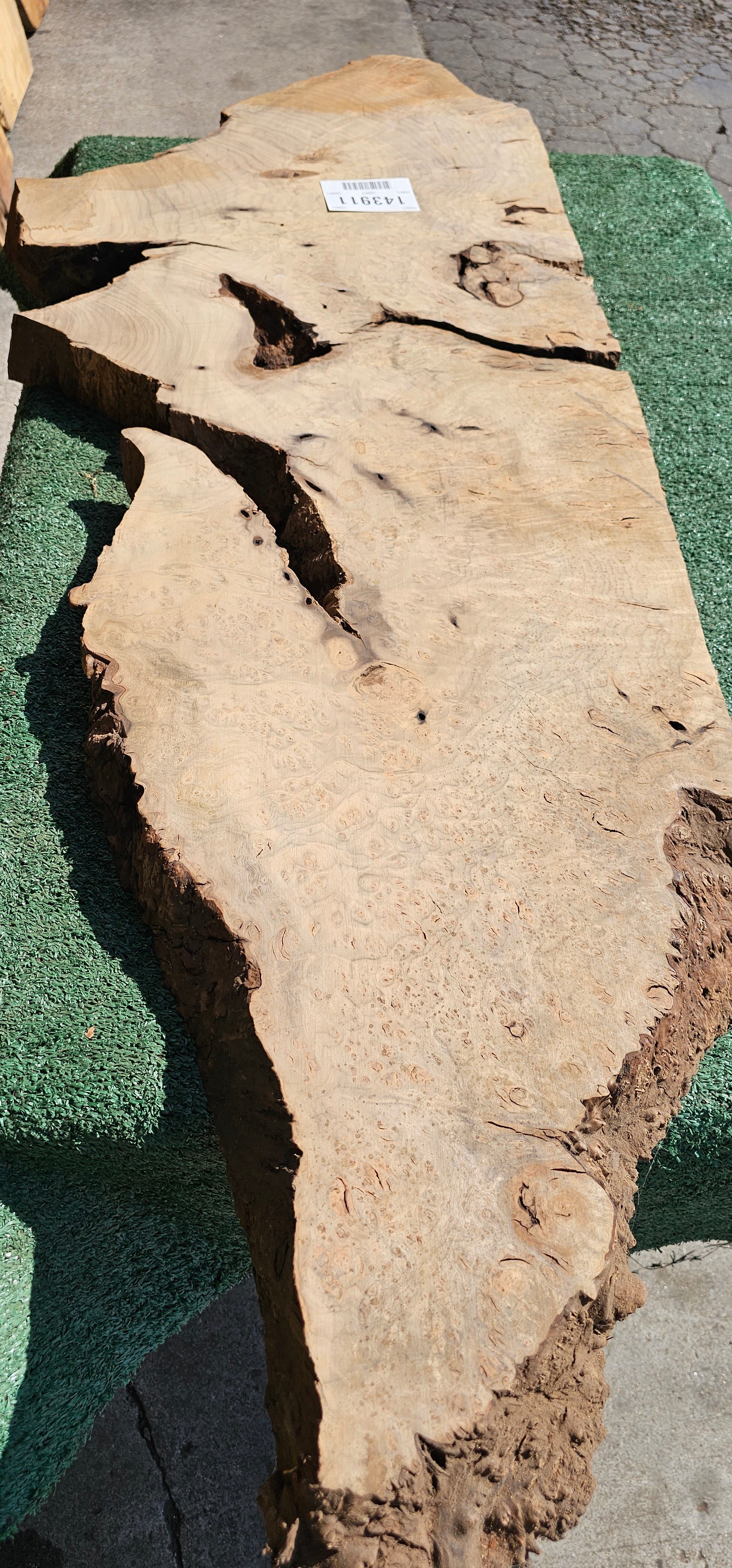 Bay Laurel Burl # 143911