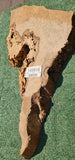 Bay Laurel Burl # 143918