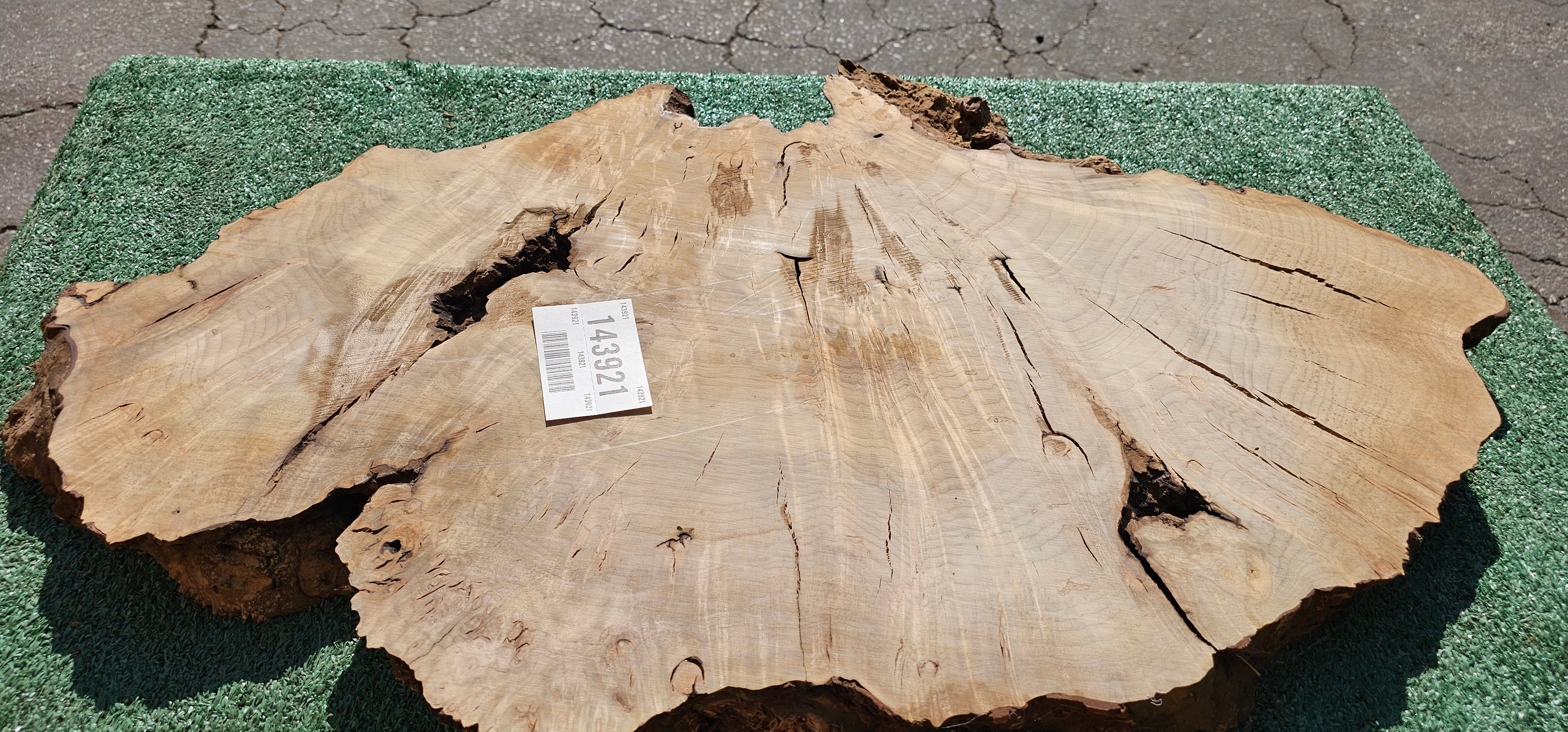 Bay Laurel Burl # 143921
