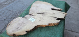 Bay Laurel Burl # 143926