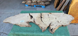 Bay Laurel Burl # 143928