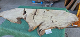 Bay Laurel Burl # 143928