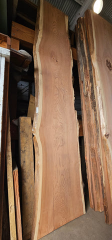 Old Growth Redwood # 1439365