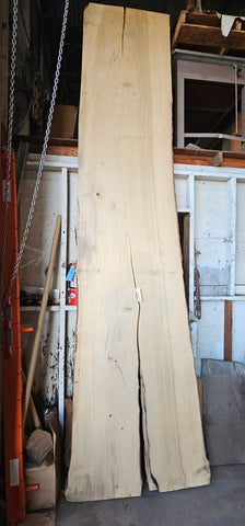 Bay Laurel #143944