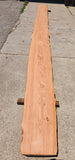 Old Growth Redwood #143504