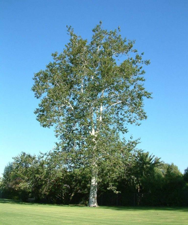 Sycamore