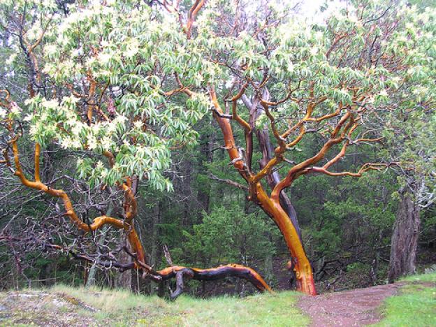 Madrone