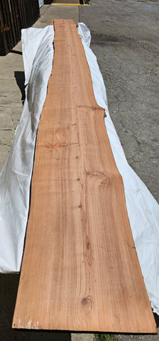 Old Growth Redwood #143502