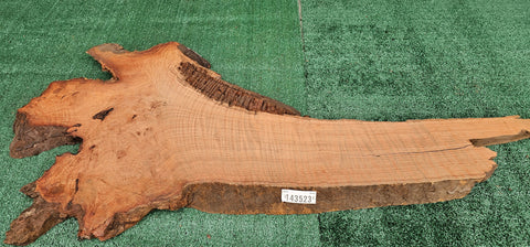 Redwood Burl #143523