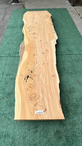 Monterey Cypress #143658
