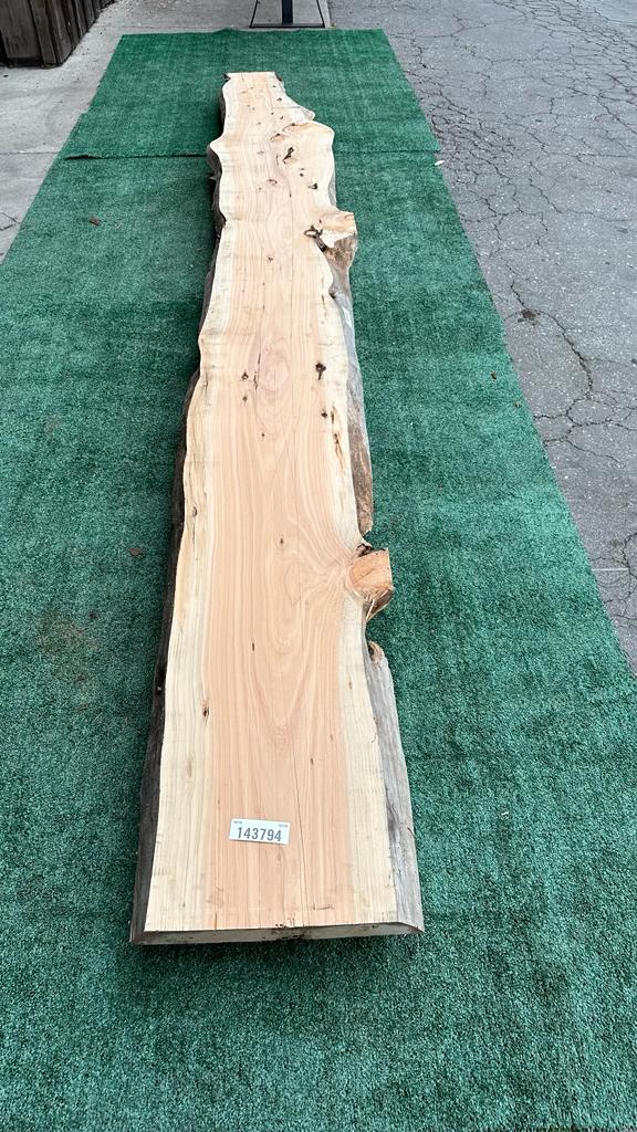 Monterey Cypress #143794
