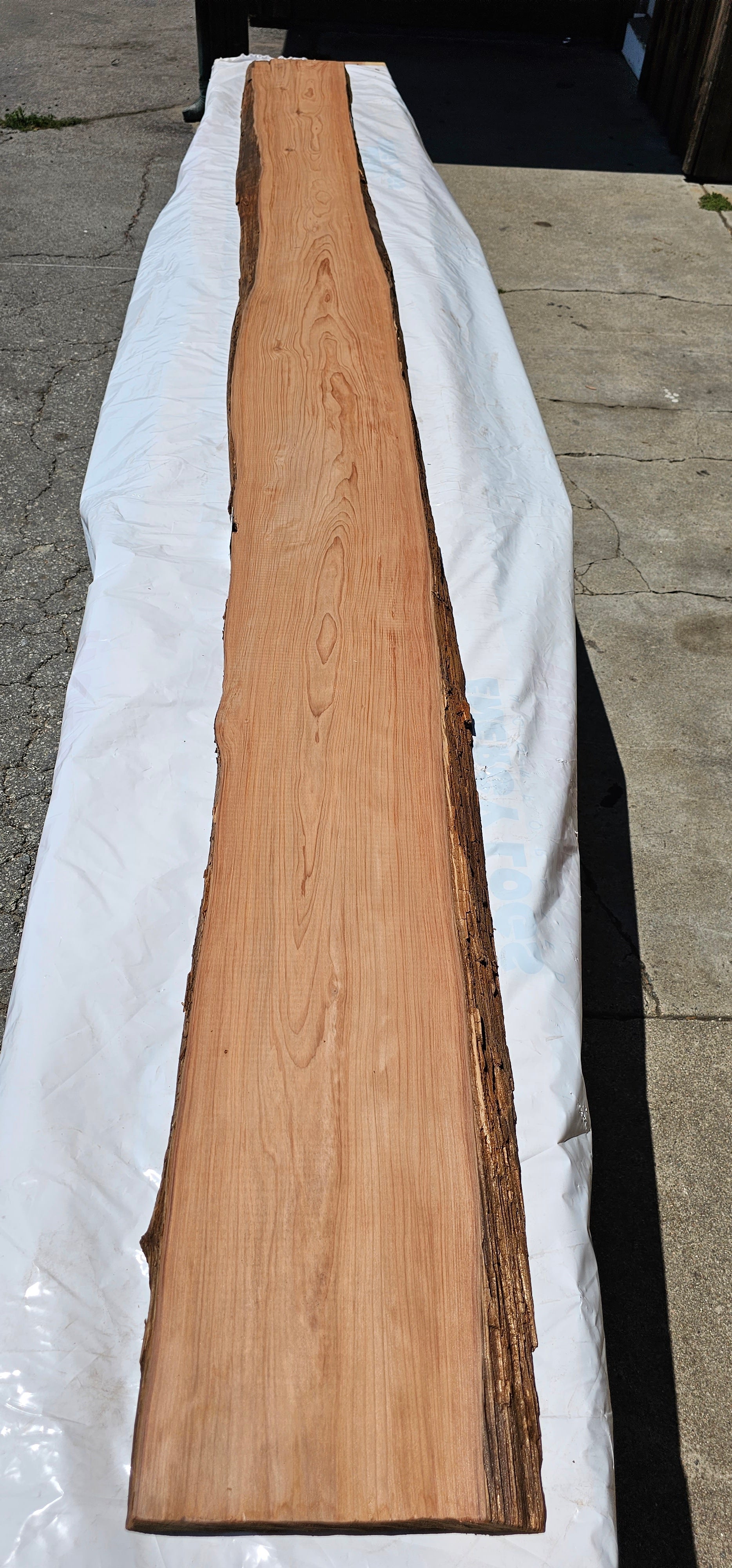 Old Growth Redwood #144000